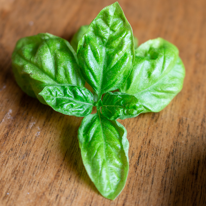 Close up shot of Fresh Italian Basil.