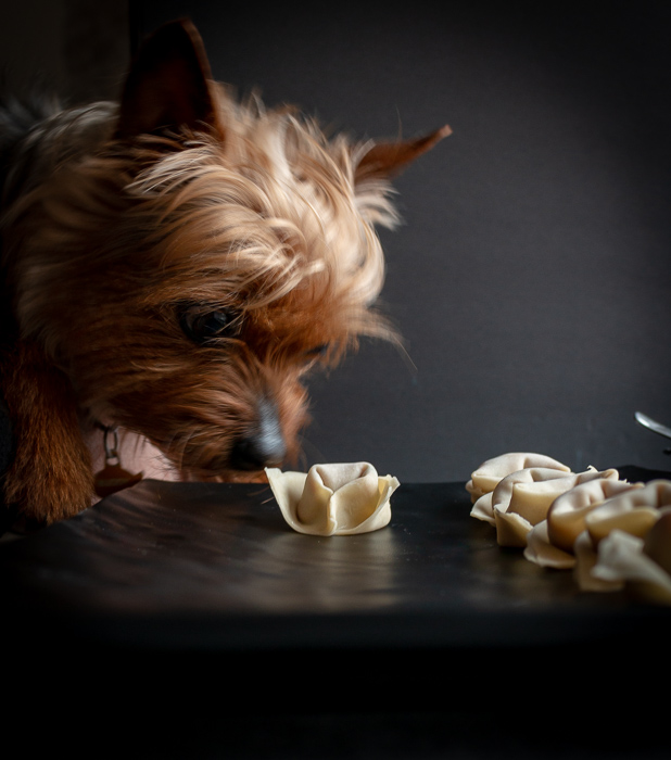 Buddy a little Yorkie dog sniffing an uncooked wonton. He is wondering what they taste like but he will not be getting lucky today. 