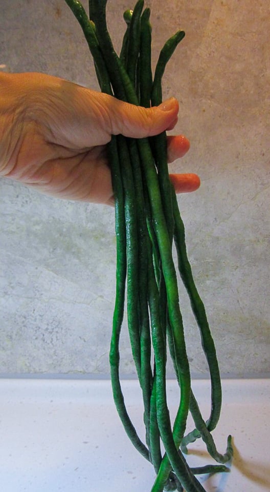 Bunch of Chinese long beans held in hands. About 24 inches tall or so. 