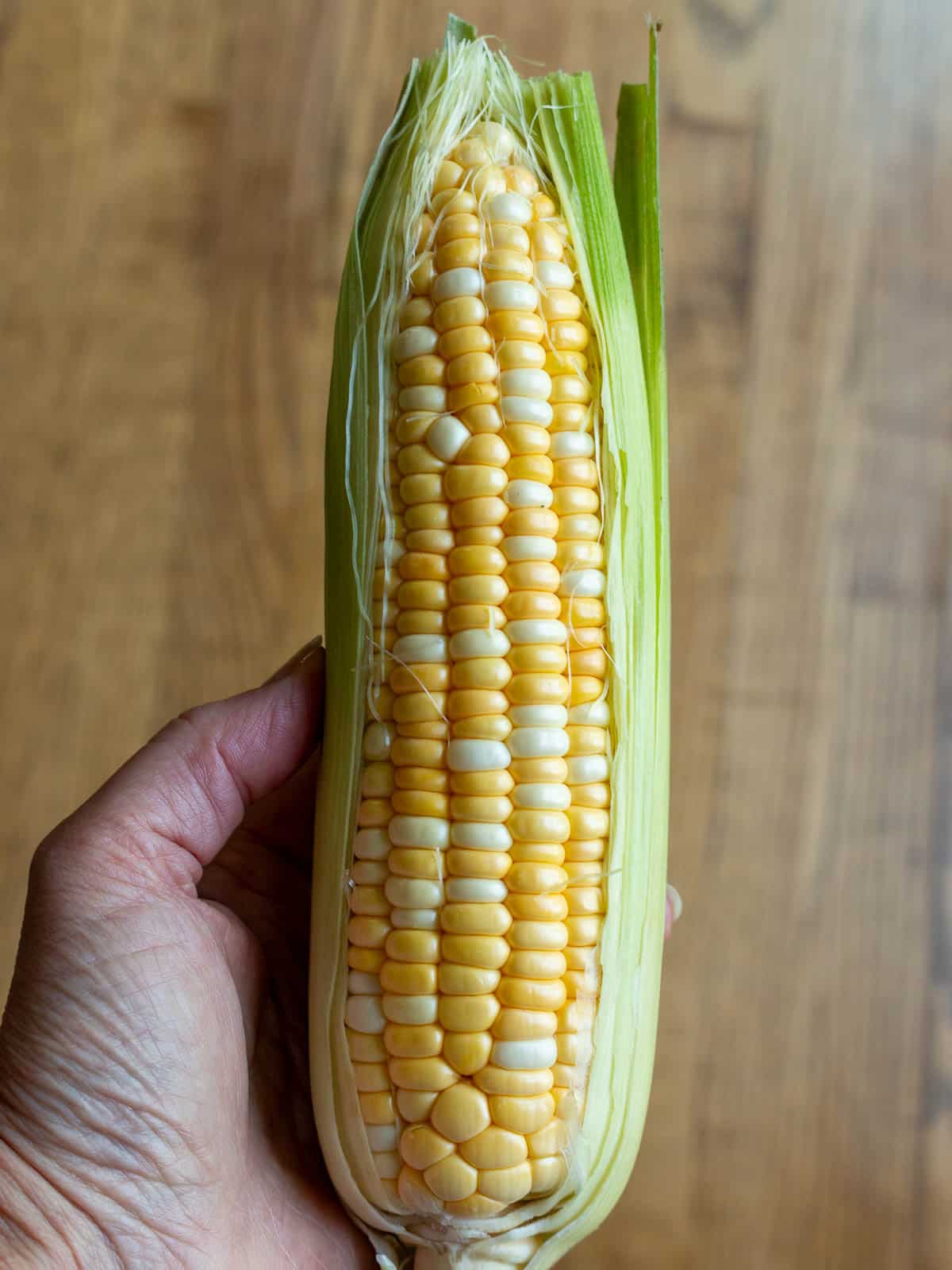 Garden fresh sweet corn peeled back to show the kernels. 