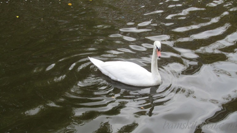 White swan in the Canal of Amsterdam