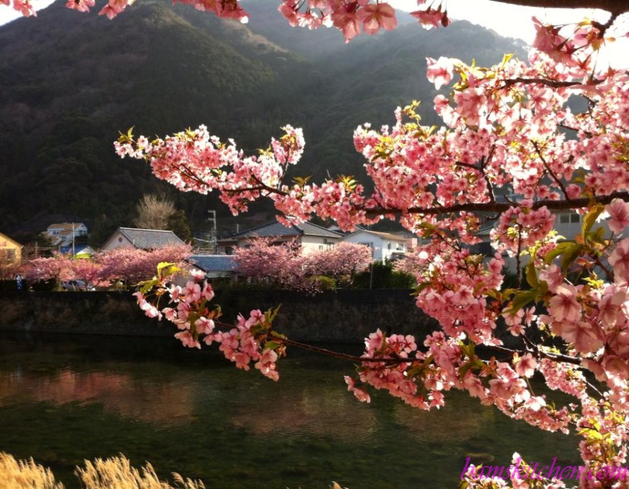 Annina's Photo of Hanami