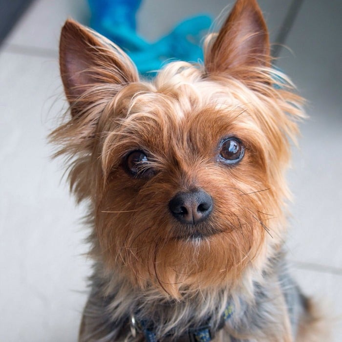 Buddy, our Yorkie dog and professional cleanup crew. He is trying to look cute so that he gets a treat. 