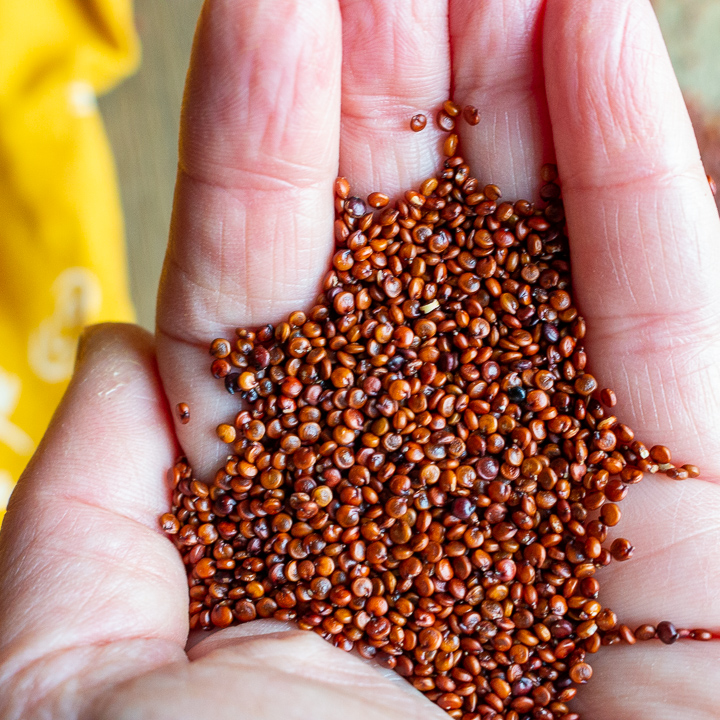 Uncooked red quinoa in a hand.