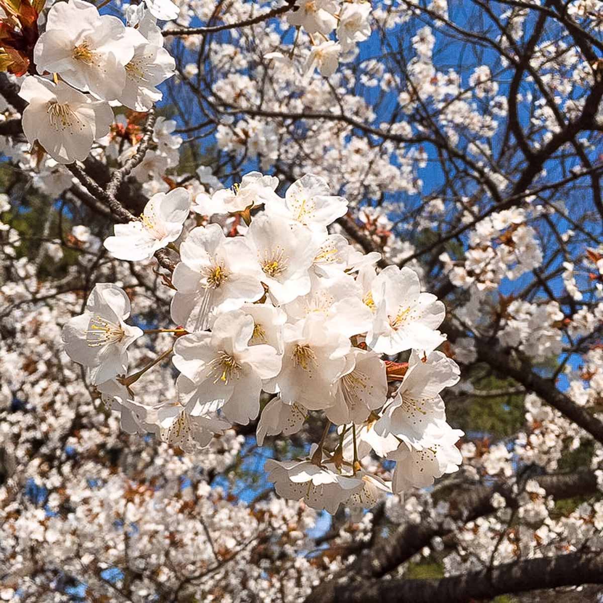 White Sakura blossoms closeup shot. 