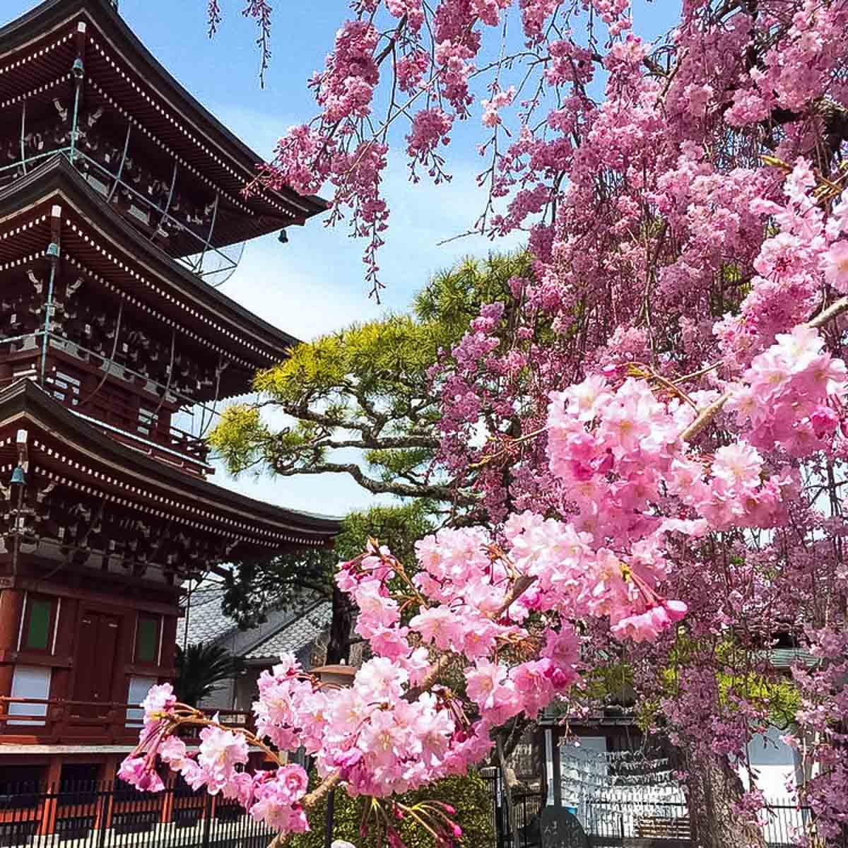 Pink Sakura tree with a temple in the background in Japan.