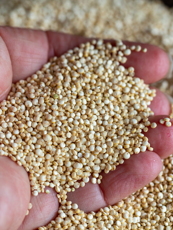 Raw quinoa in a hand. 