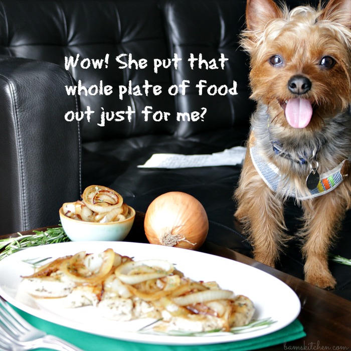 Buddy the dog standing next to a plate of food.