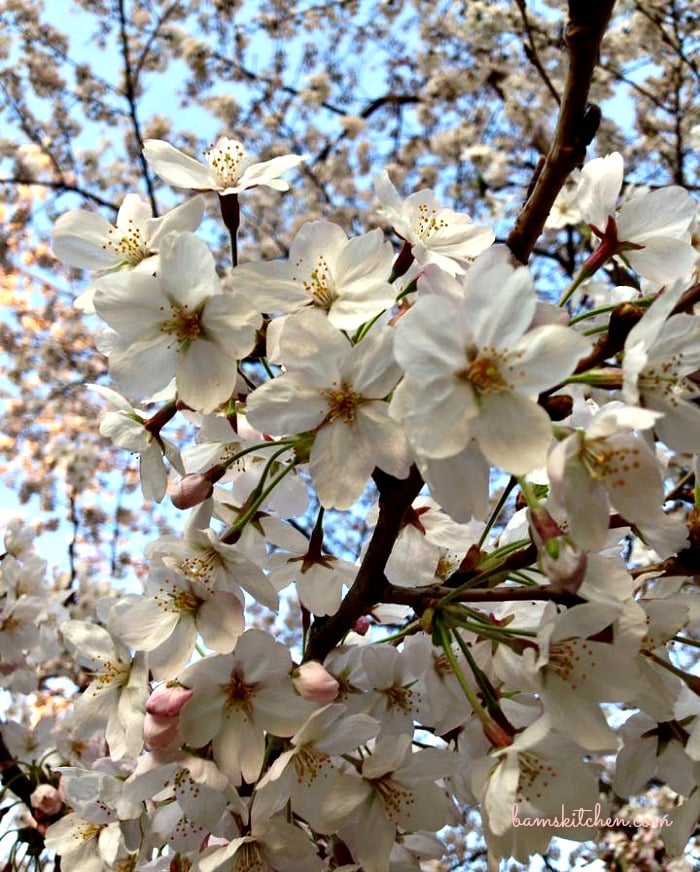 Sakura Cherry Blossoms 