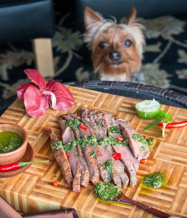 Yorkie dog overlooking the plate of steam looking hungry. 