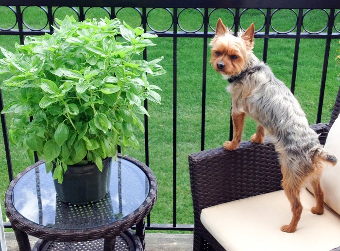 Gigantic sweet basil plant next to a very small yorkie dog. Plant is bigger than dog.