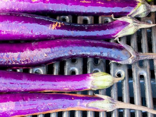 eggplantページ HA 9206 Eggplant Seeds Round | ROUND | seednet.eu.com