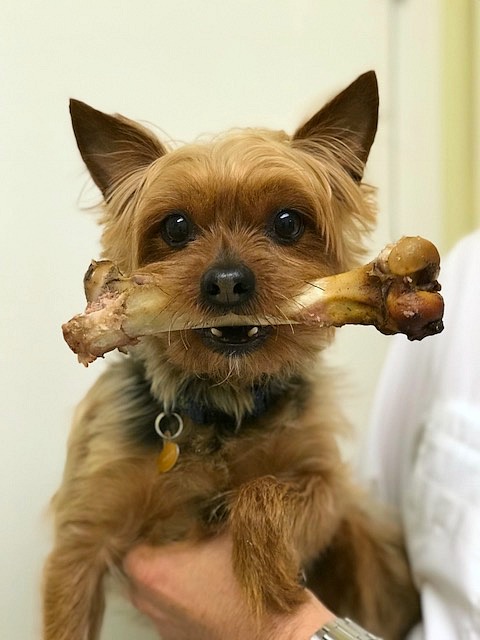 Funny photo of Yorkie dog with a huge lamb bone in his mouth