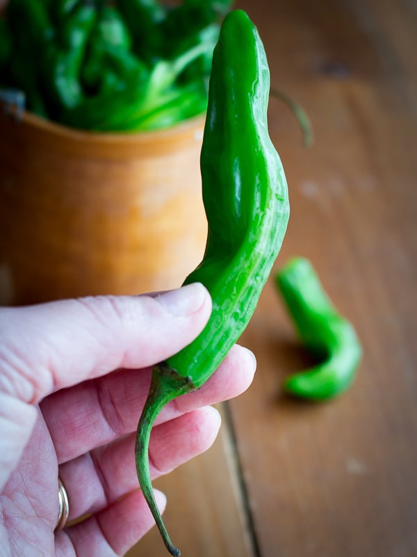 Close up photo of a raw shishito pepper.