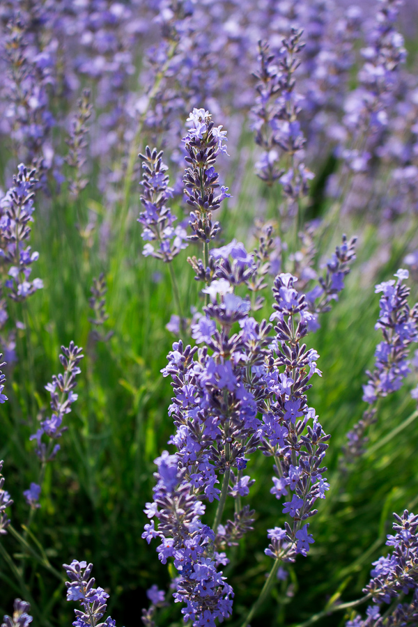 Lemon Lavender Goat Cheese Spread / https://www.hwcmagazine.com