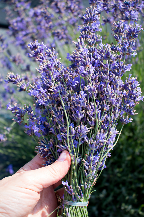 Lemon Lavender Goat Cheese Spread / https://www.hwcmagazine.com