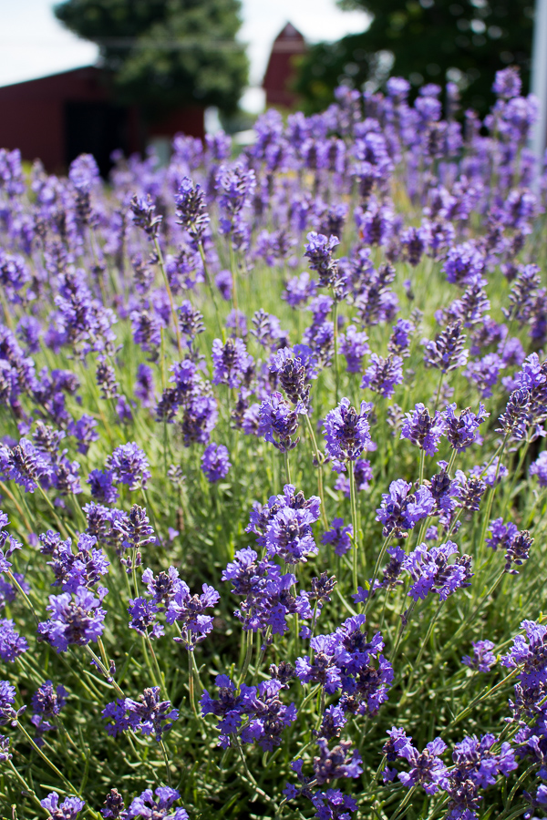 Lemon Lavender Goat Cheese Spread / https://www.hwcmagazine.com