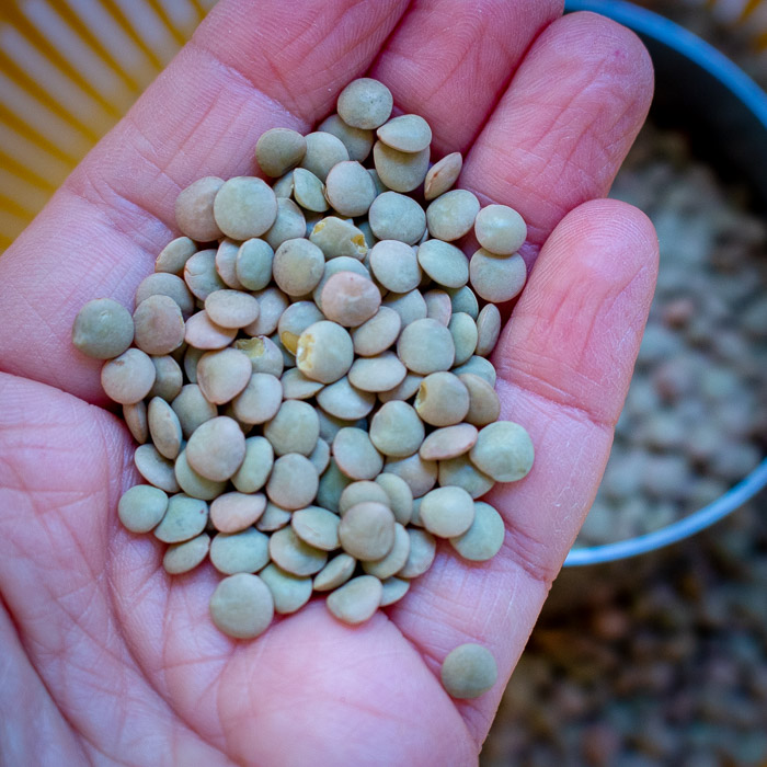 Holding a handful of dried green lentils