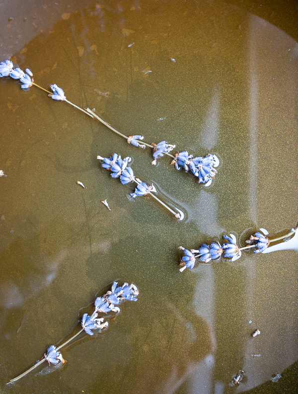 Fresh Lavender sprigs in the honey