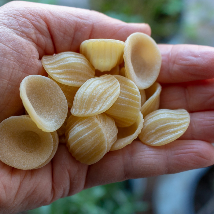 Orecchiette pasta dried showing the curves and held in a hand.