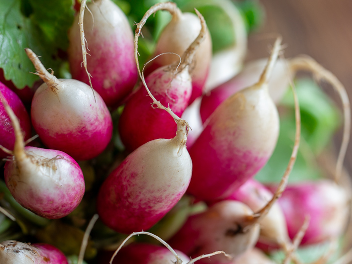 Close up shot of heirloom red and white Korean radishes.
