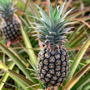 Group of pineapple at the Dole Pineapple plants in Hawaii in the plants.