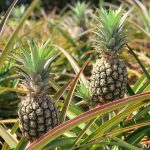 2 Pineapples growing out in a pineapple patch.