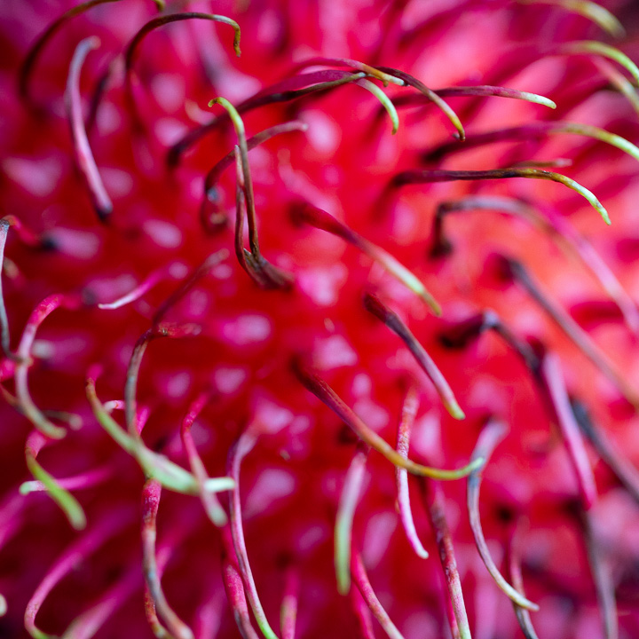 super close up shot of a hairy rambutan. 