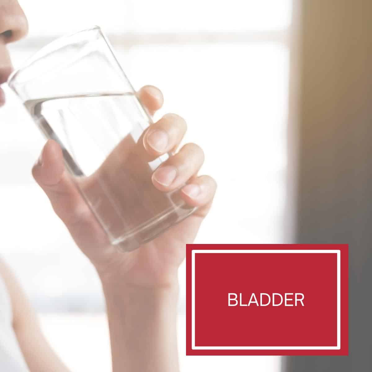 A person drinking water with the words bladder organ on a red sign. 