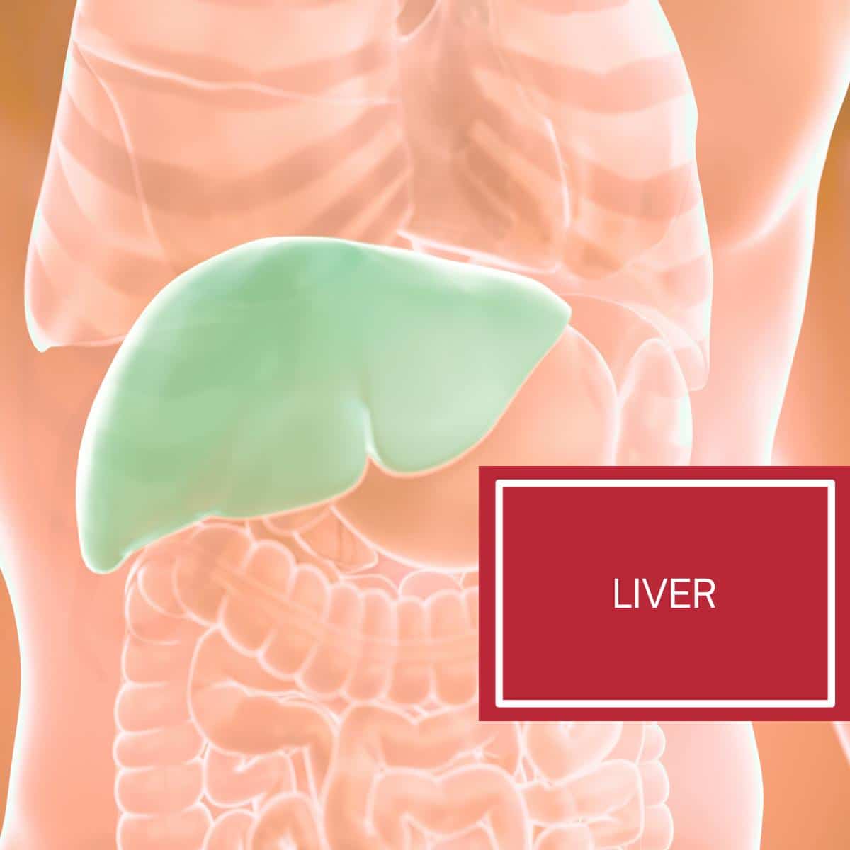 Photo of the human body with the liver organ highlighted in a green color. 