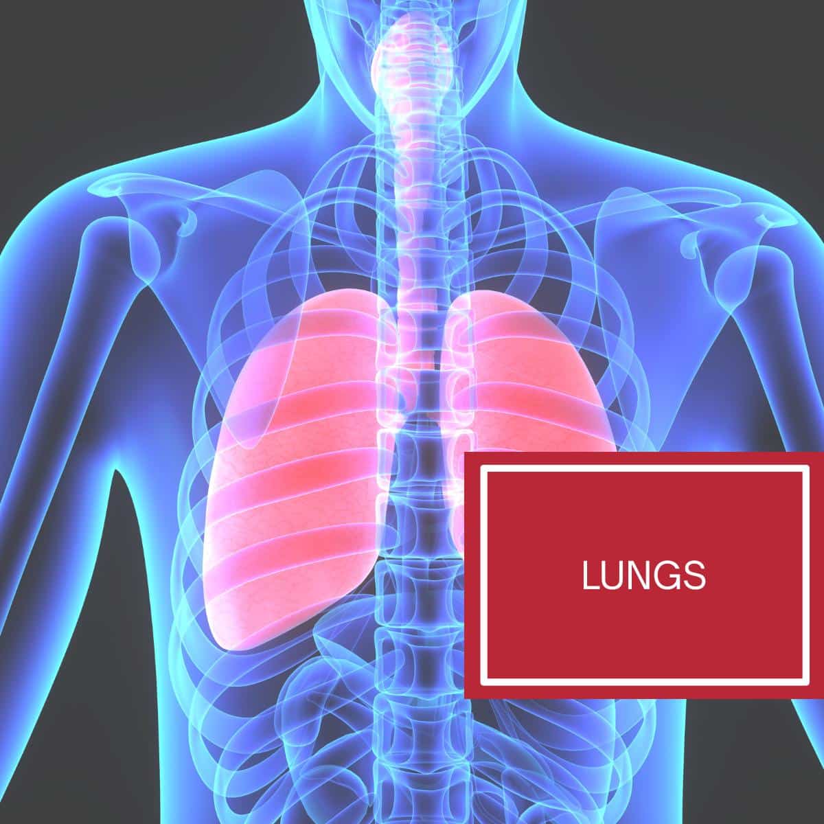 Picture of a human xray with the lungs highlighted in a pink color. 