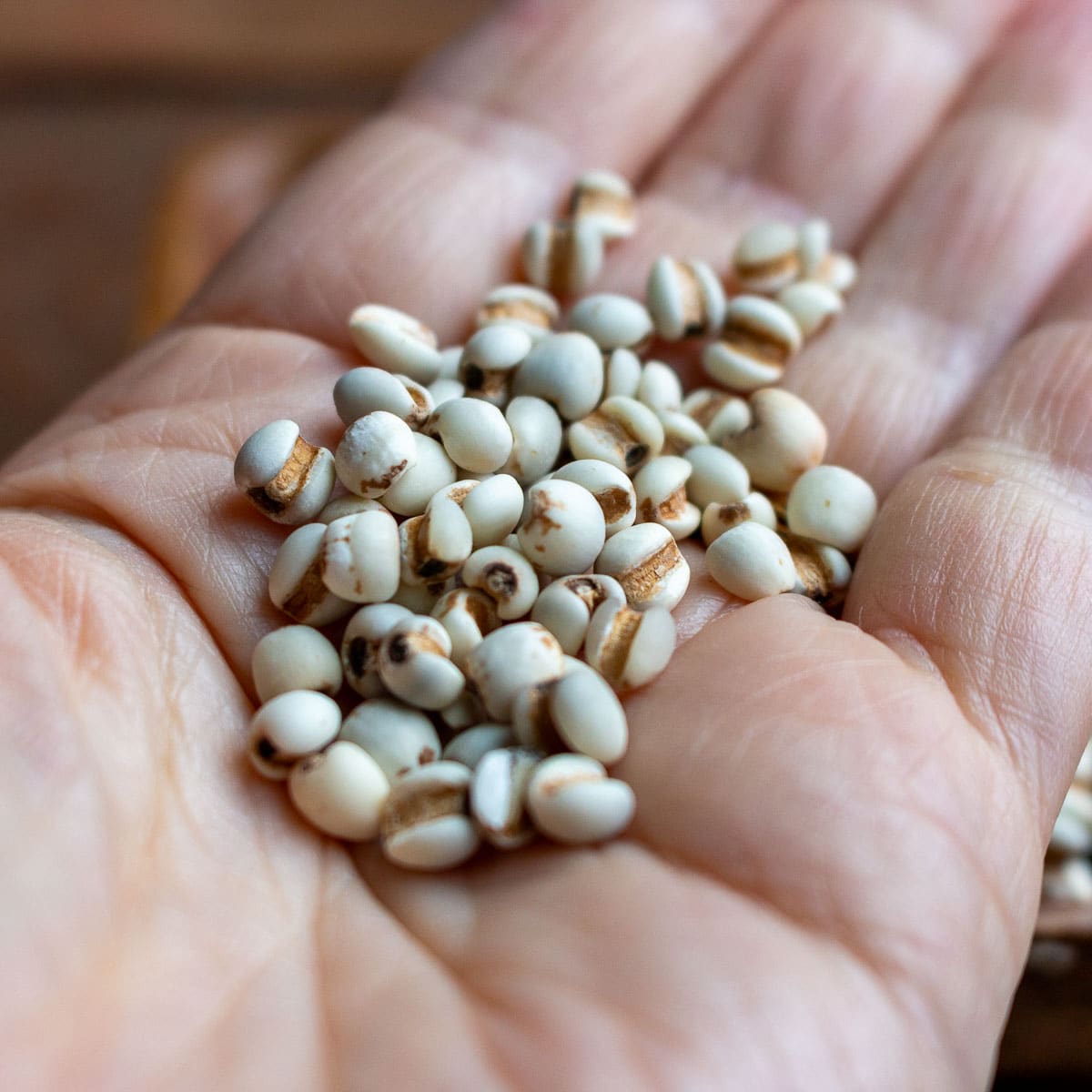 dried job's tears held in a hand. 